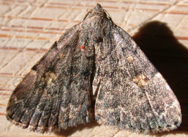 Common Idia